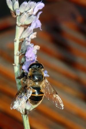 蜜蜂, 熏衣草, 翅膀, 花, 自然, 昆虫, 紫色
