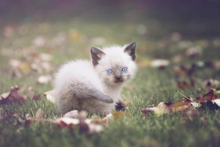 小猫, 猫, 蓝色的眼睛, 软, 宠物, 动物, 基蒂