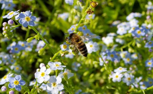 不容忽视, 花, 蜜蜂, 授粉, 授粉, 蓝色, 美味佳肴
