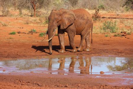 大象, 察沃, 肯尼亚
