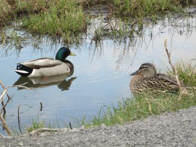 沼泽, 水, 鸭, 绿头鸭, 自然, 环境, 户外