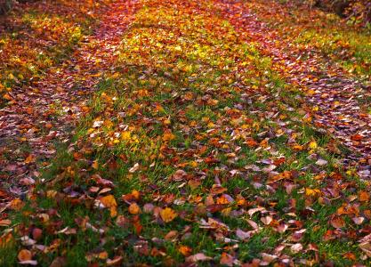 秋天的落叶, 金色的秋天, 秋天, 叶子, 落叶的秋天, 秋金, 金秋十月