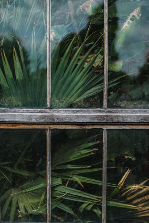 窗口, 盾牌, 玻璃, 绿色, 植物, 自然, 外面