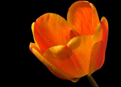 郁金香, 郁金香, 开花, 绽放, 橙色红色火焰, 春天的花朵, 百合