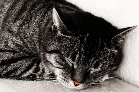 英国短毛猫, 猫, 睡眠, 鼻子, 红色, 灰色, 满意