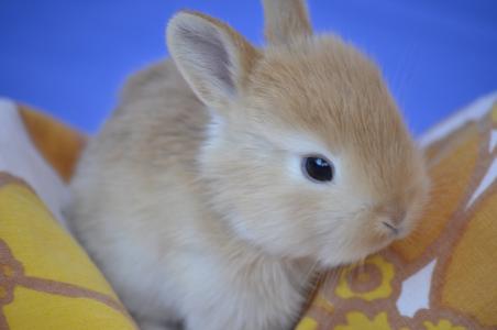 小兔子, 甜, 兔子, 可爱的小宝贝, 自然, 动物, 兔-动物