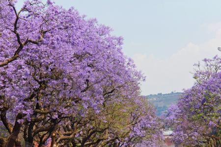 神奇, 紫色, 树木, 美丽, 花树, 比勒陀利亚, 约翰内斯堡