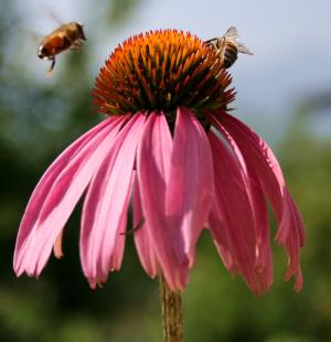 蜜蜂, 花, 宏观, 昆虫, 花蜜, 蜜蜂, 开花