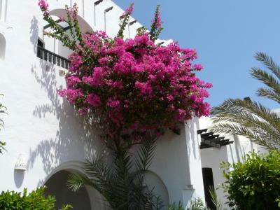 blumenstock, 粉色, 花, 白墙, 棕榈树