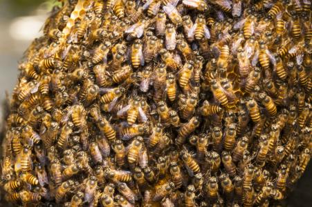 蜂蜜, 蜂蜂巢, 蜜蜂, 昆虫, 蜂巢, 蜂窝状, 群