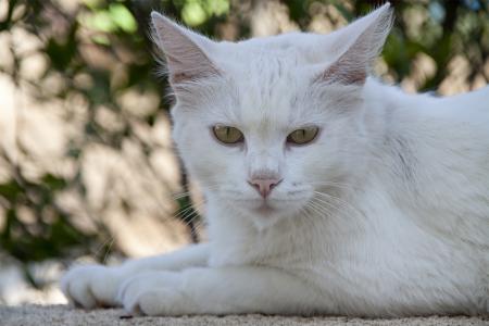 猫, 白色, 毛皮, 猫的眼睛, 动物, mieze, 休息