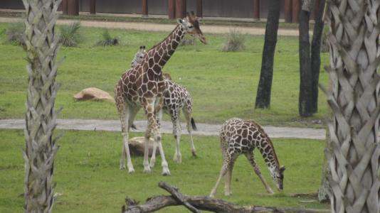 长颈鹿, 野生动物, 动物, 野生动物园, 自然