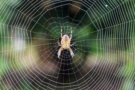 蜘蛛, web, 蜘蛛网, 自然, 昆虫, 蛛形纲动物, 蜘蛛网