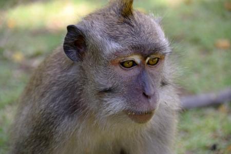 巴厘岛, 印度尼西亚, 旅行, 乌布, 猴子森林, 猴子, 自然