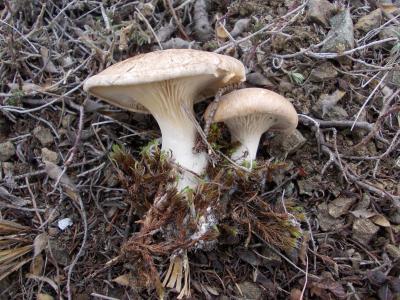 蘑菇, 蘑菇, 自然, 在秋天的