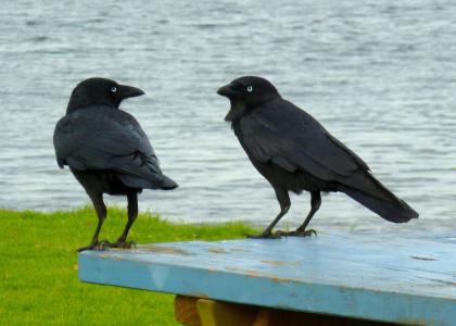 乌鸦, 黑鸟, 对话, 谈话, 通信, 鸟类, 澳大利亚