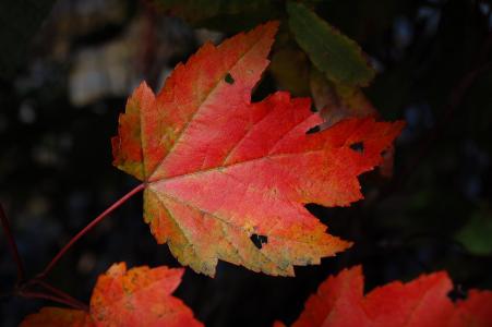 叶, 植物, 自然, 秋天, 秋天, 赛季, 红色