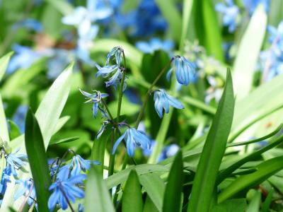 蓝铃花, 花, 开花, 绽放, 蓝色, 枣儿樱花, hyacinthoides hispanica