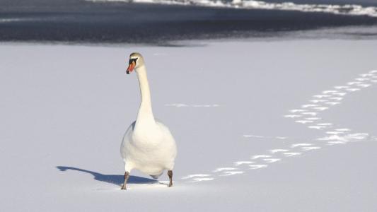 鸟, 脚印, 自然, 雪, 天鹅, 线索, 白鸟