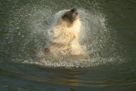 北极熊, 杂交熊, 动物, 捕食者, 熊, ck, 哺乳动物