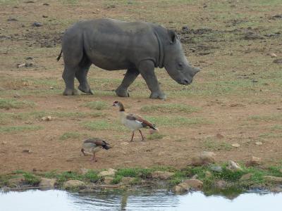 南非, 草原, 萨凡纳, 荒野, 野生动物, 动物世界, 野生动物园