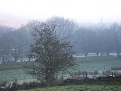 树木, 雾, 晨雾, 露水, 薄雾, 感冒, 弗罗斯特