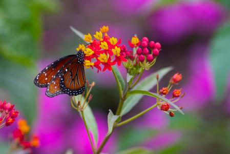蝴蝶, 花, 春天, 夏季, 自然, 昆虫, 植物