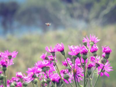 花, 春天, 蜜蜂, 粉红色的花, 自然, 花, 夏季