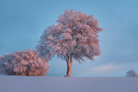 景观, 自然, 天空, 雪, 树木, 冬天, 树
