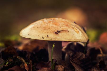 蘑菇, 灌木丛, 赛季, 秋天, 森林, 自然, 真菌