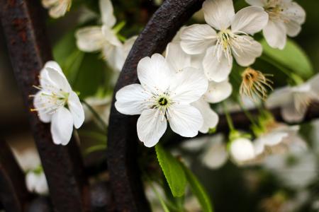 花, 樱桃花, 春天三花, 白色的花