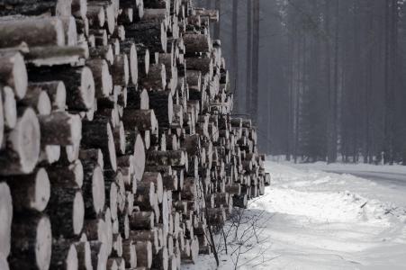 冬天, 雪, 日志, 木材, 树, 森林, 木材