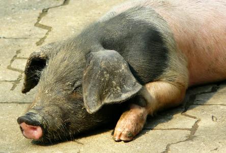 猪, 小猪, 快乐猪, 母猪, 动物, 动物, 农场