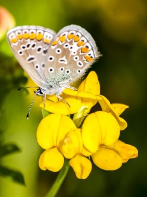 常见的蓝色, 蝴蝶, 自然, 动物, 昆虫, 蝴蝶-昆虫, 夏季