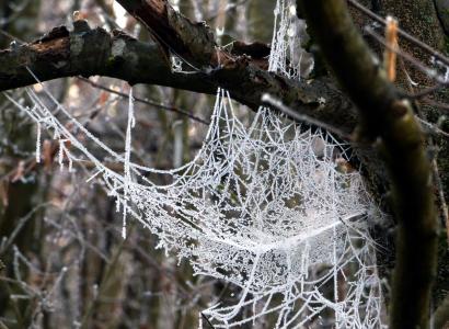 网络蜘蛛, 早上, 凝胶, 弗罗斯特, 冬天, 感冒, 自然