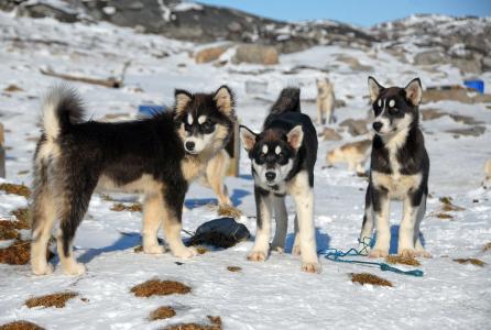 格陵兰岛, 格陵兰的狗, 狗, 雪, 冬天, 动物, 寒冷的温度