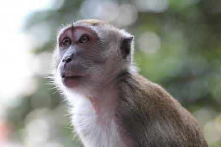 猴子, 动物, 野生, 马来西亚, 一种动物, 在野外的动物, 野生动物