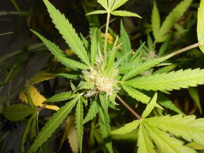 大麻, 杂草, 植物