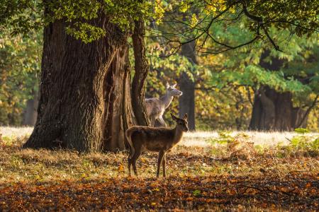 鹿, 秋天, 树木, 温莎, 英格兰, 树, 一种动物