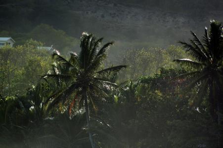马提尼克岛, 加勒比海, 热带地区, 棕榈, 景观, 假日, 天堂