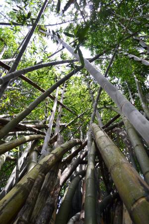 竹树, 竹, 竹林, 自然, 斯里兰卡, 太阳的光, 锡兰