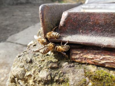 蜜蜂, 昆虫, 宏观, 蜂蜜蜂