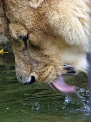 狮子, 豪饮, 水, 舌头, 头, 关闭