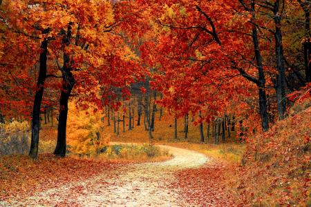秋天, 秋天, 红色, 赛季, 伍兹, 自然, 叶子