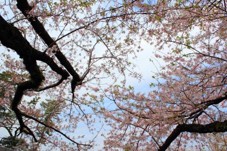 樱桃, 木材, 城堡, 绿树成荫, 春天, 日本