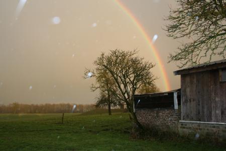 彩虹, 雨, 自然, 比利时, 树
