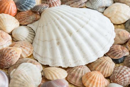 海贝壳, 贝壳, 海, 海贝壳, 海洋, 自然, 贝壳