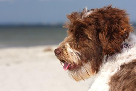 混的种狗, 海滩, 狗, 波罗地海, 宠物, 一种动物, 家养动物