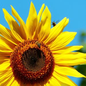 太阳花, 蜜蜂, 在飞行中, 蜜蜂, 花草甸, 花, 黄色