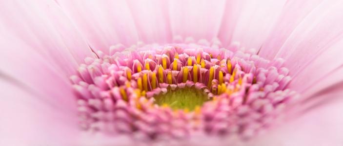粉色, 瓣, 较低, 缩放, 照片, 花, 自然